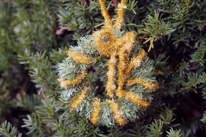 Green and Gold Wreath Ornament